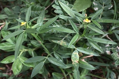 Stylosanthes guianensis